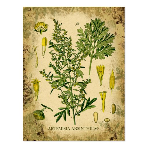 Image of Absinthe Botanical Collage Postcard