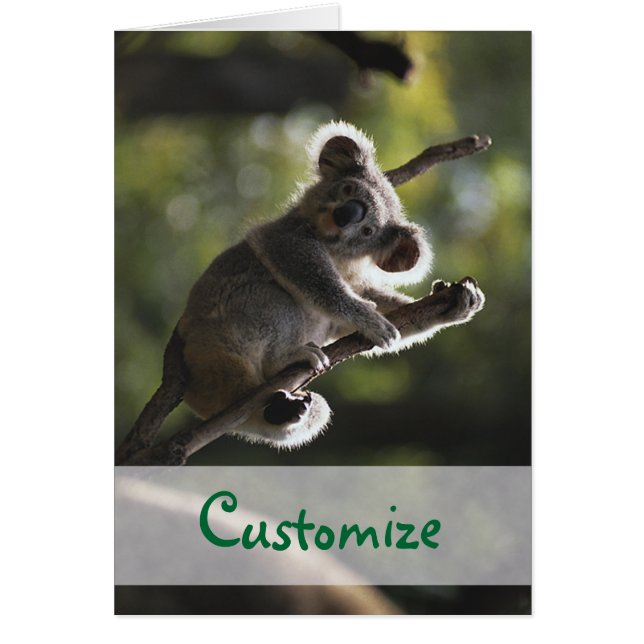 Absolutely Adorable Koala Bear (Front)