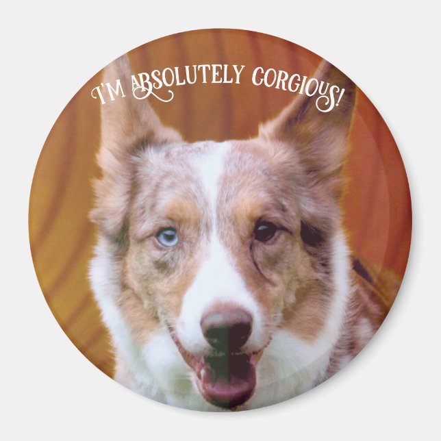 "Absolutely Corgious!" Magnet (Front)
