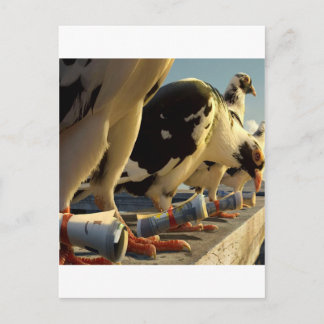 Abstract Animal Pigeon Message Postcard