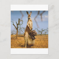 Abstract Animals Kangaroo Baby Shock