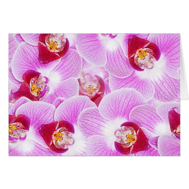Abstract Background of an Orchid Flower Photograph (Front Horizontal)