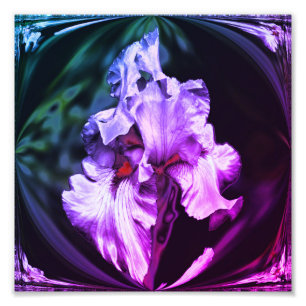Abstract Bearded Iris Flower Art 8x8 Photo Print