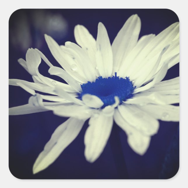 Abstract Daisy Blue Centre Flower Art Square Sticker (Front)