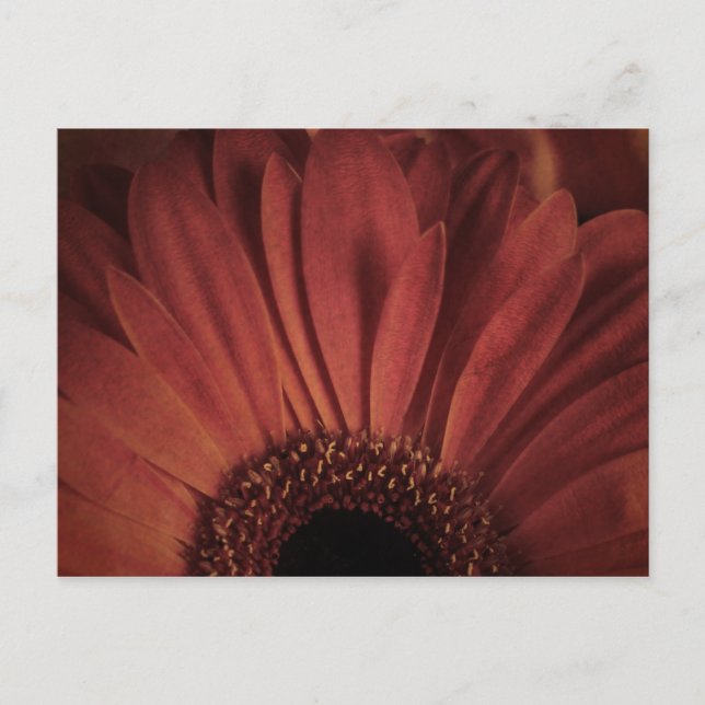 Abstract Daisy Postcard (Front)