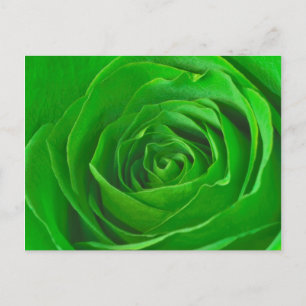 Abstract Emerald Green Rose Centre Photograph Postcard