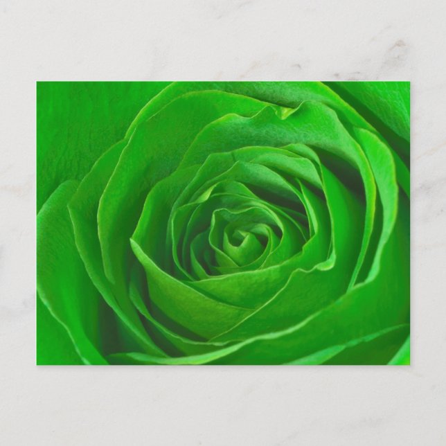 Abstract Emerald Green Rose Centre Photograph Postcard (Front)