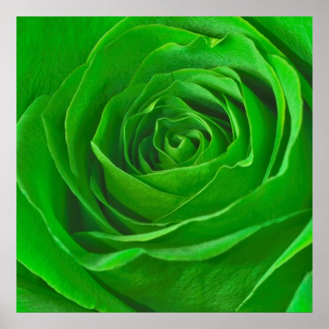 Abstract Emerald Green Rose Centre Photograph Poster (Front)