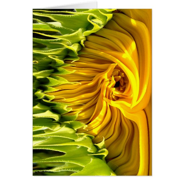 Abstract funky retro Sunflower, scared geometry  (Front)