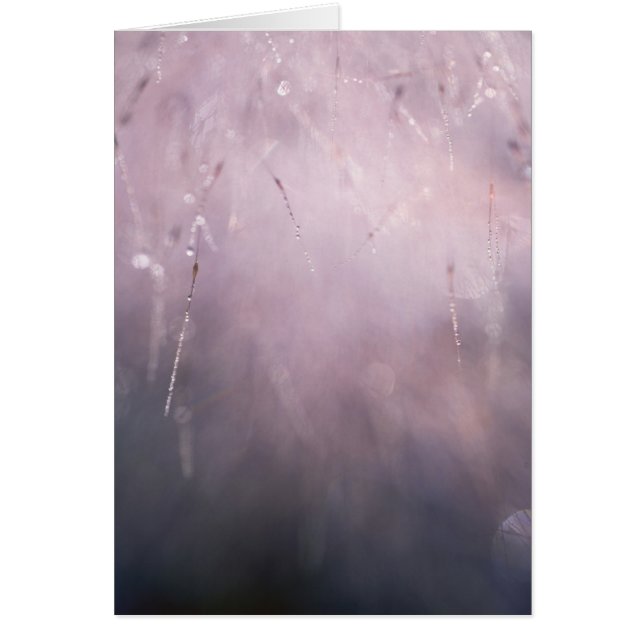 Abstract Grass Dew Drop Blue Brown Background (Front)