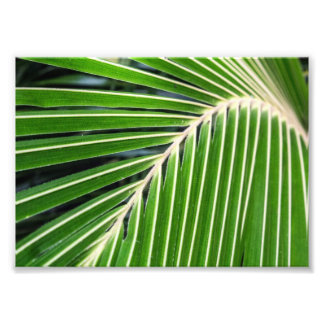 Abstract Green Palm Leaf Photo Print