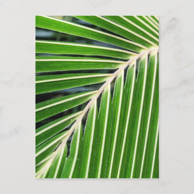 Abstract Green Palm Leaf Postcard (Front)