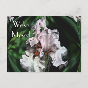 Abstract Iris Flower New Address Announcement Postcard