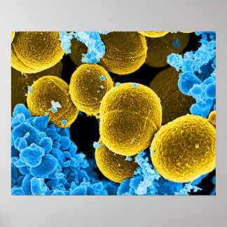 abstract microbiology art custom poster canvas
