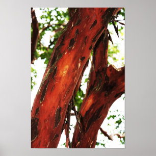 Abstract Nature - Mottled Bark 1 Poster