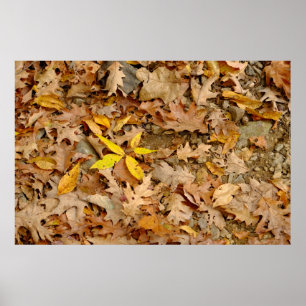 Abstract of dry leaves, Bannerman Island Poster