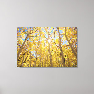 Abstract of Gilia Amidst Wildflowers California Canvas Print