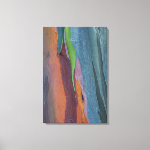 Abstract Of Rainbow Gum Tree Canvas Print