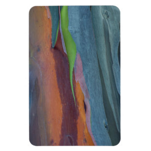 Abstract Of Rainbow Gum Tree Magnet