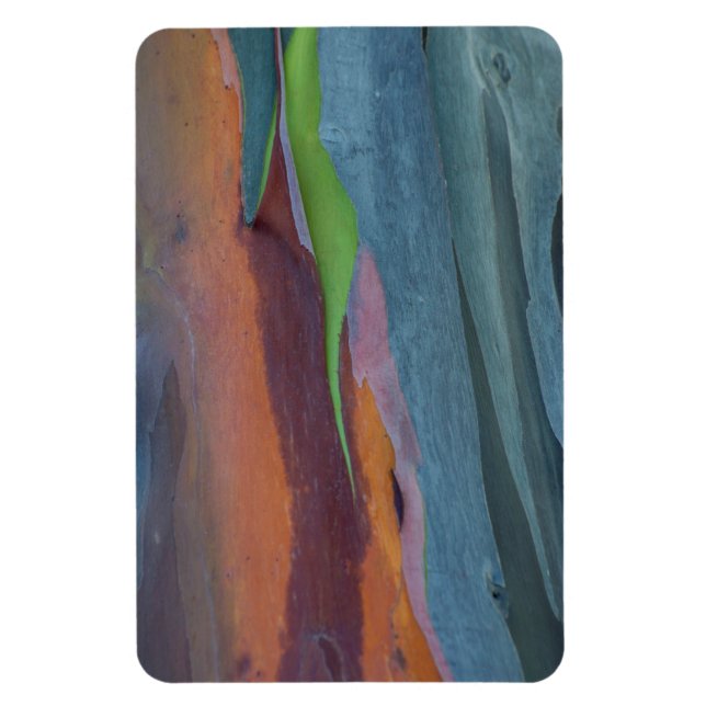 Abstract Of Rainbow Gum Tree Magnet (Vertical)