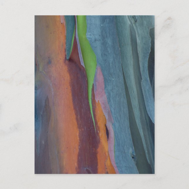 Abstract Of Rainbow Gum Tree Postcard (Front)
