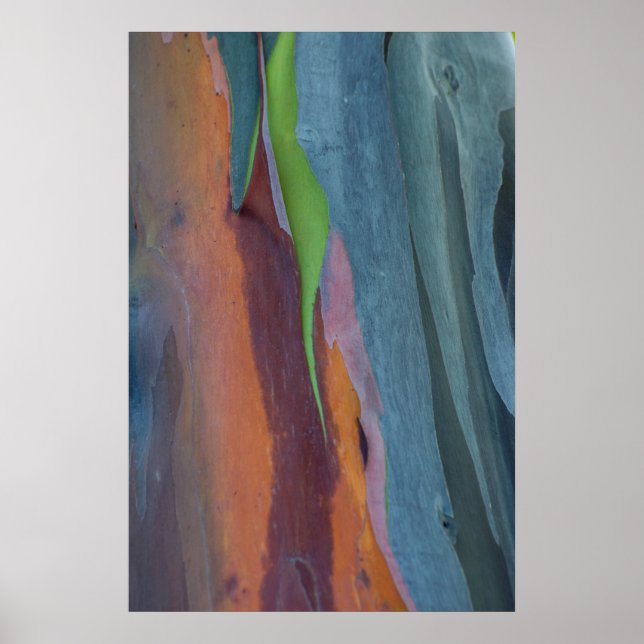 Abstract Of Rainbow Gum Tree Poster (Front)