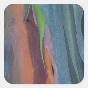 Abstract Of Rainbow Gum Tree Square Sticker