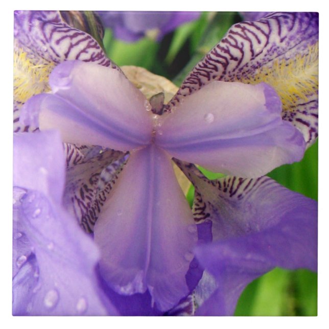 abstract Purple Lily flower ceramic tile (Front)