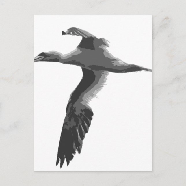 Abstract Sea Birds Postcard (Front)