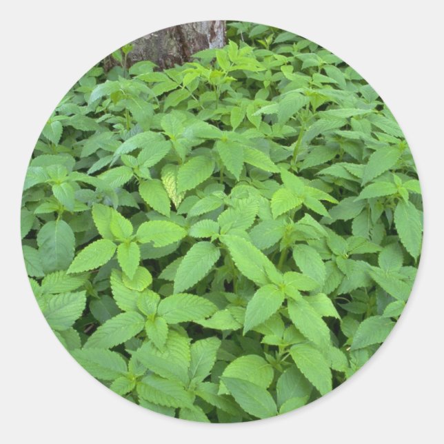 Abstract Wild mint leaves Classic Round Sticker (Front)
