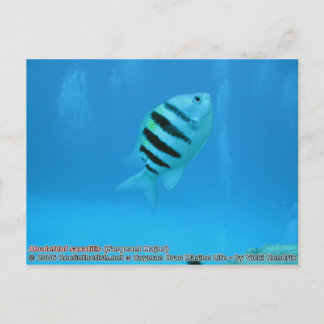 Abudefduf saxatilis (Sergeant Major) Postcard