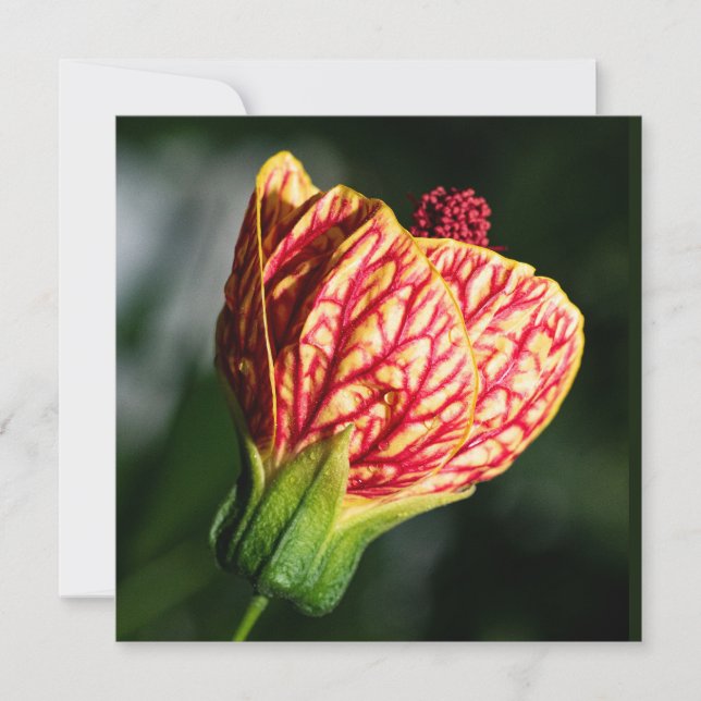 Abutilon Biltmore Ballgown (Front)