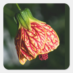 Abutilon Biltmore Ballgown Square Sticker