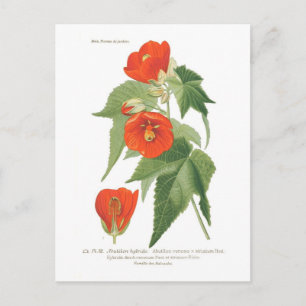 Abutilon venoso x striatum postcard