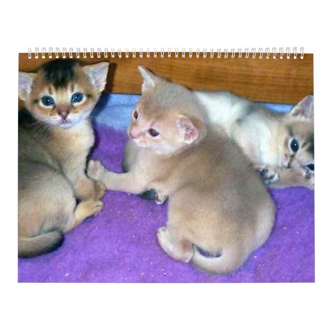 Aby Kittens Cat Calendar (Cover)