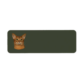 abyssinian cat