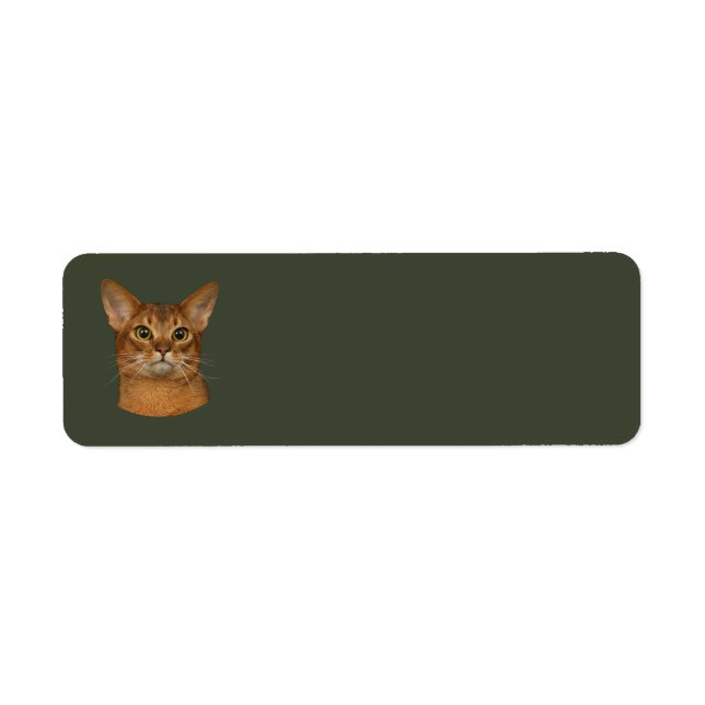 abyssinian cat (Front)