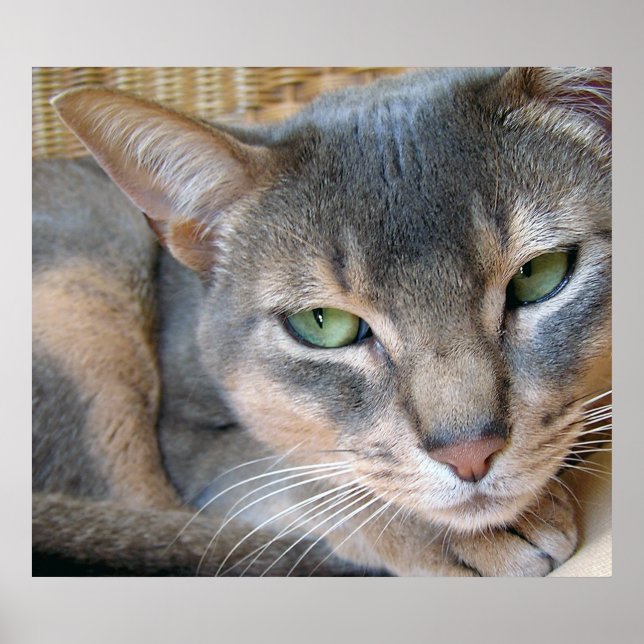 Abyssinian Cat Big Blue Green Eyes Poster (Front)