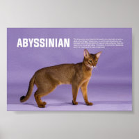 Abyssinian Cat Breed