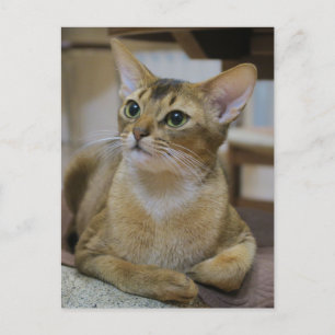 Abyssinian Cat Postcard