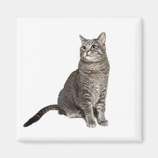Abyssinian Cat Square Magnet