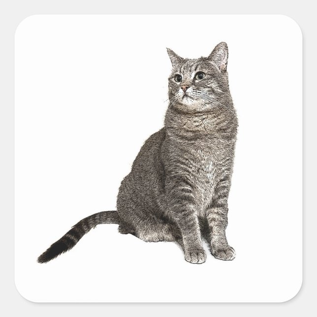 Abyssinian Cat Square Sticker (Front)