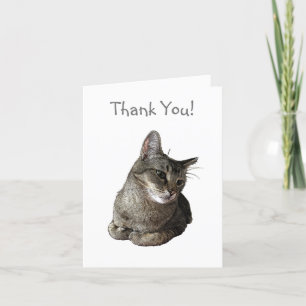 Abyssinian Cat Thank You Card
