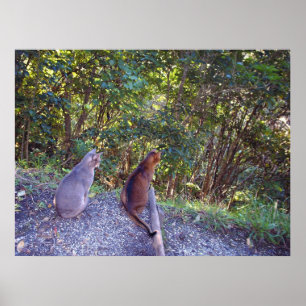Abyssinian Cats on walkway Poster
