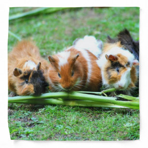 Guinea 2024 pig bandana