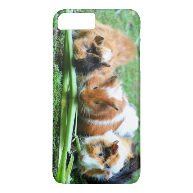 Abyssinian guinea pig Case-Mate iPhone case (Back)