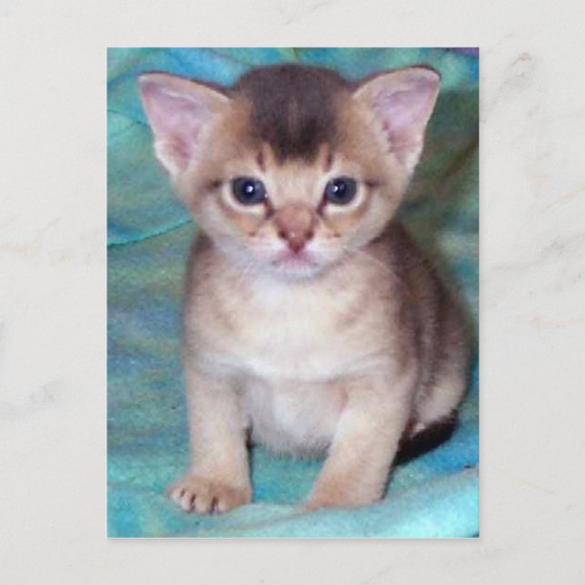 Abyssinian Kitten Baby Cat Postcards (Front)