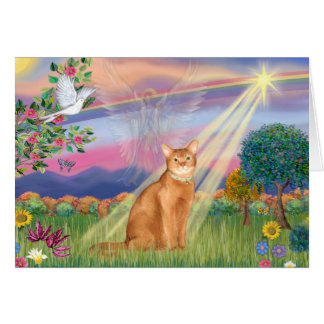 Abyssinian (red 18) - Cloud Angel