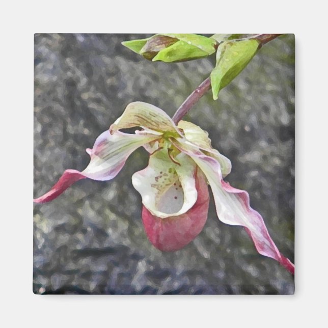 AC- Lady Slipper Orchid Magnet (Front)