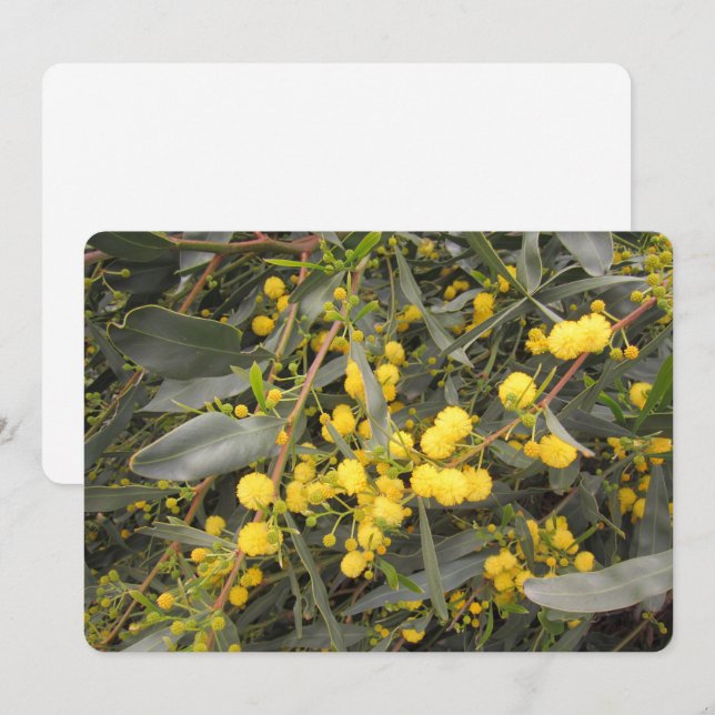 Acacia Flat Holiday Card (Front/Back)